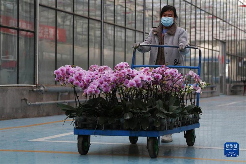 Mercados de flores est?o animados com aproxima??o do Ano Novo