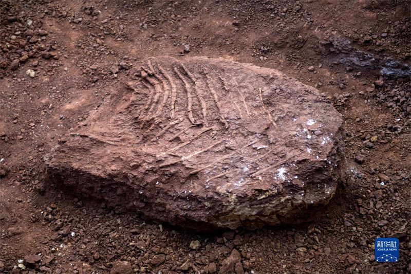 Yunnan: trabalho de escava??o de 9 novos sítios de fósseis de dinossauros é iniciado