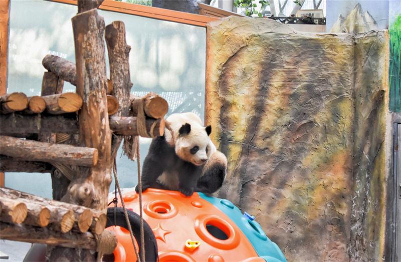 Pandas gigantes d?o boas-vindas ao Ano Novo