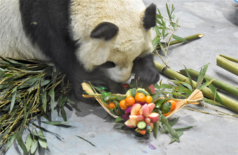 Pandas gigantes d?o boas-vindas ao Ano Novo