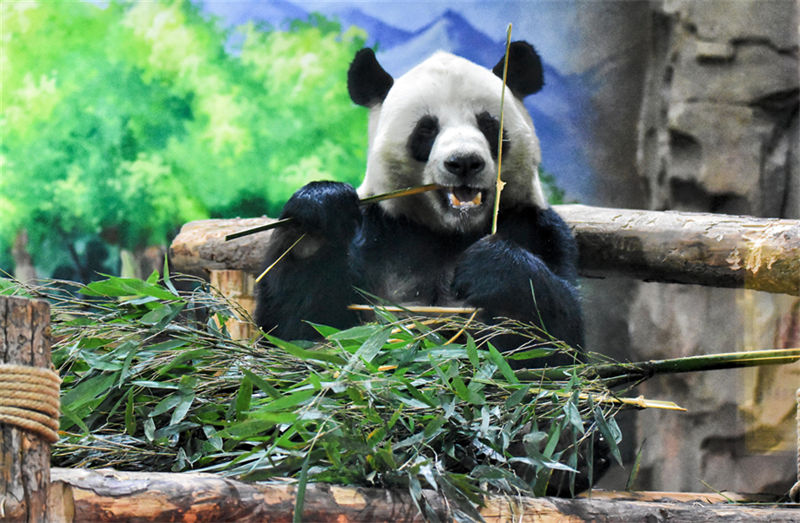 Pandas gigantes d?o boas-vindas ao Ano Novo