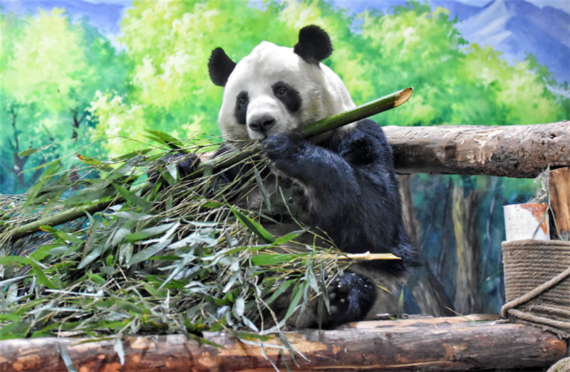 Pandas gigantes d?o boas-vindas ao Ano Novo