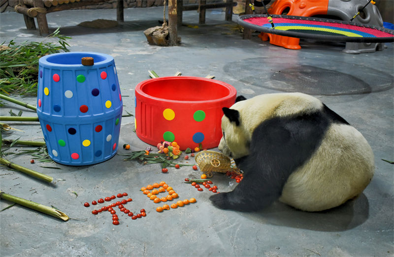Pandas gigantes d?o boas-vindas ao Ano Novo