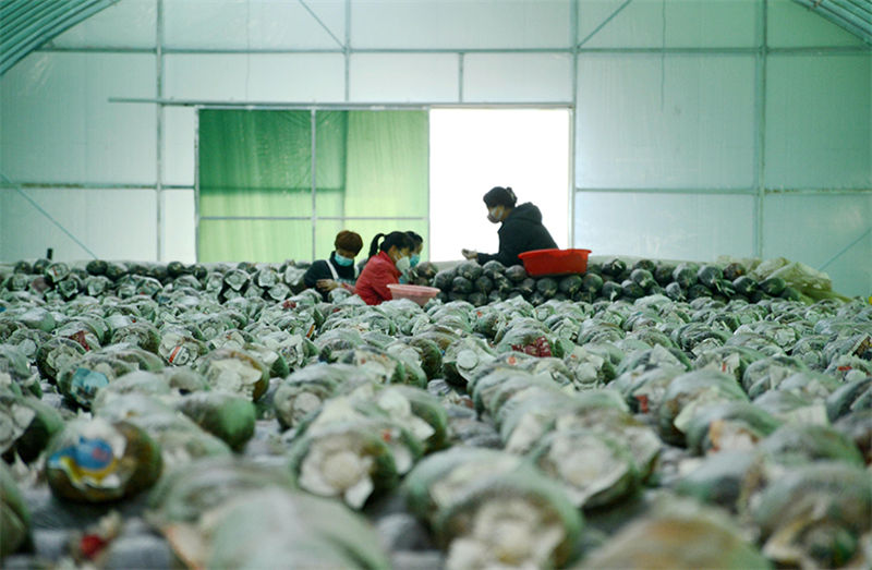 Indústria de cogumelo promove revitaliza??o rural no norte da China