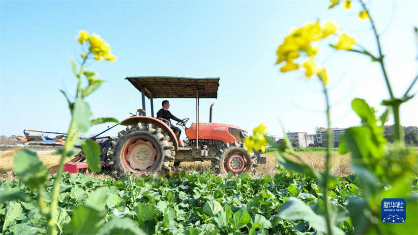 Galeria: arado de primavera come?a em toda a China