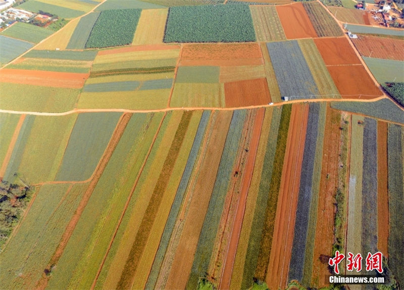 Galeria: Xuwen, a capital da produ??o de abacaxi no sul da China