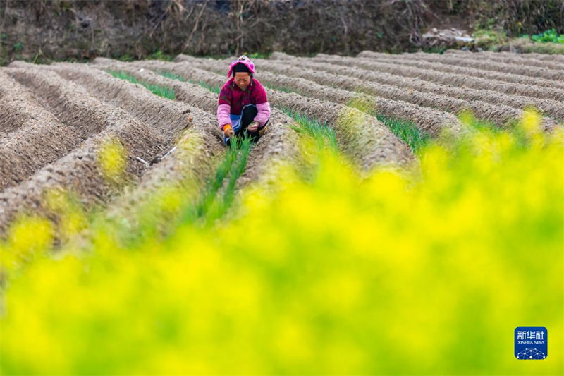Galeria: agricultores est?o ocupadas lavrando a terra na primavera