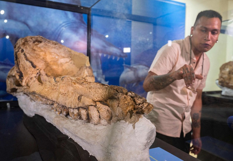 Peru exibe fósseis de cachalotes pré-históricos preservados há 7 milh?es de anos
