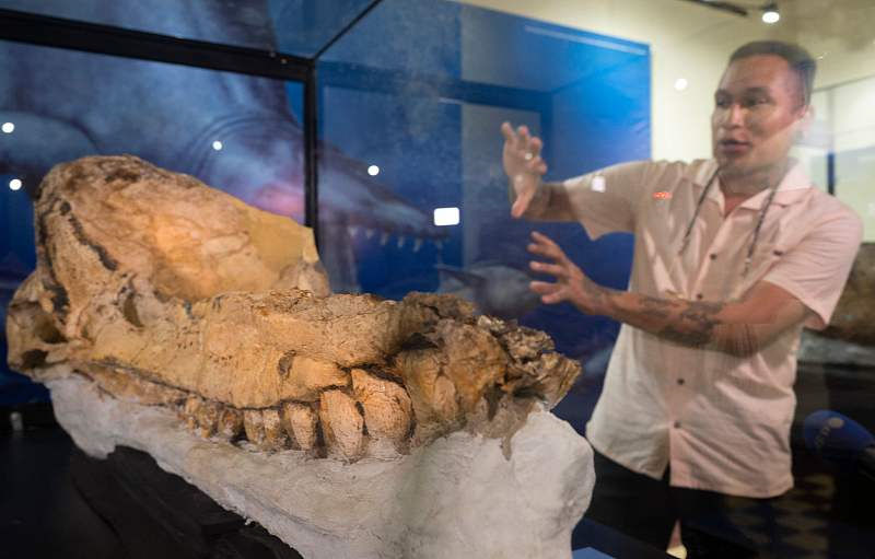 Peru exibe fósseis de cachalotes pré-históricos preservados há 7 milh?es de anos