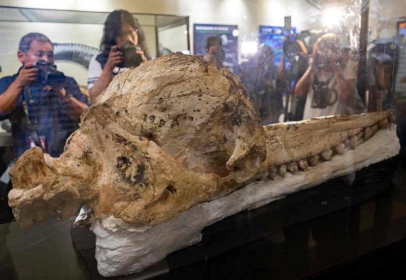 Peru exibe fósseis de cachalotes pré-históricos preservados há 7 milh?es de anos