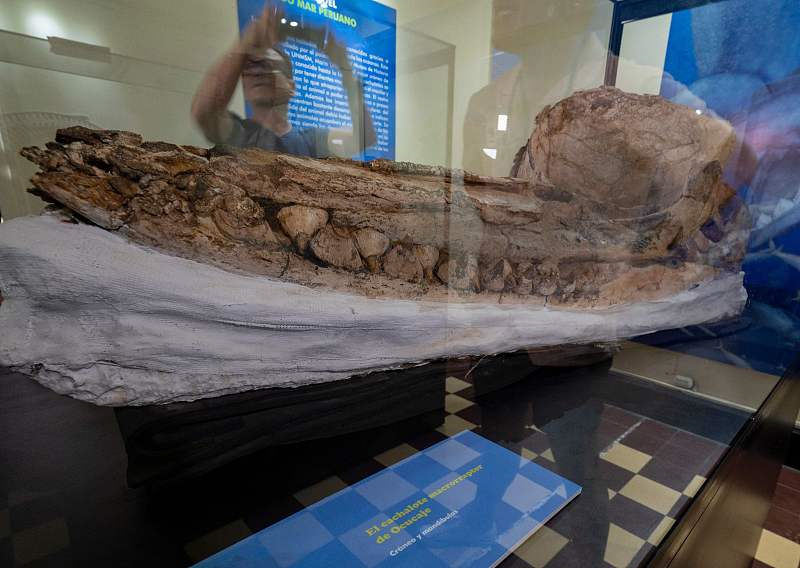 Peru exibe fósseis de cachalotes pré-históricos preservados há 7 milh?es de anos