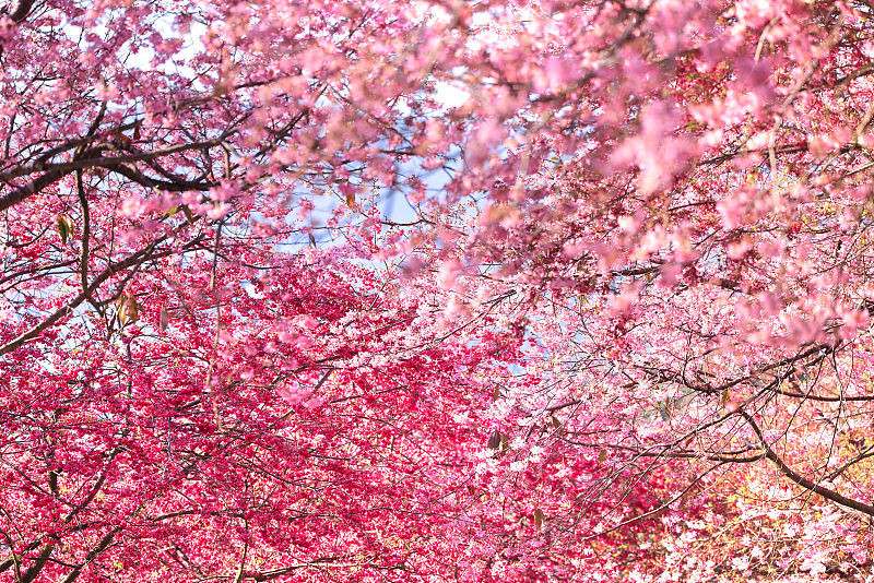 Galeria: esta??o das flores de cerejeira inicia no sul da China