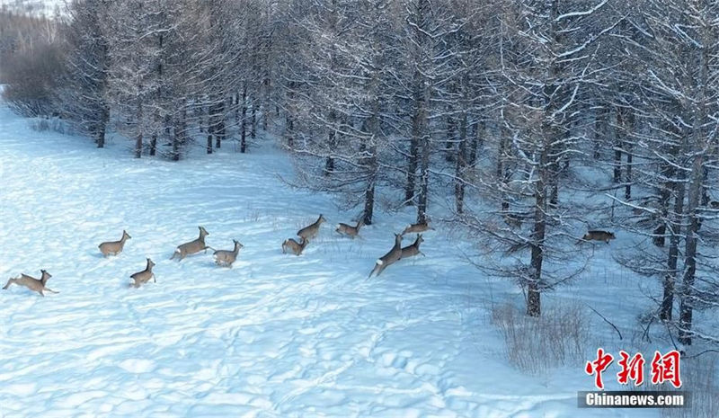 Galeria: cor?as do oriente em neve no norte da China