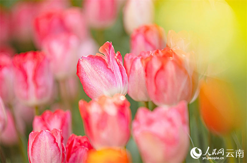 Galeria: tulipas desabrochas no sudoeste da China
