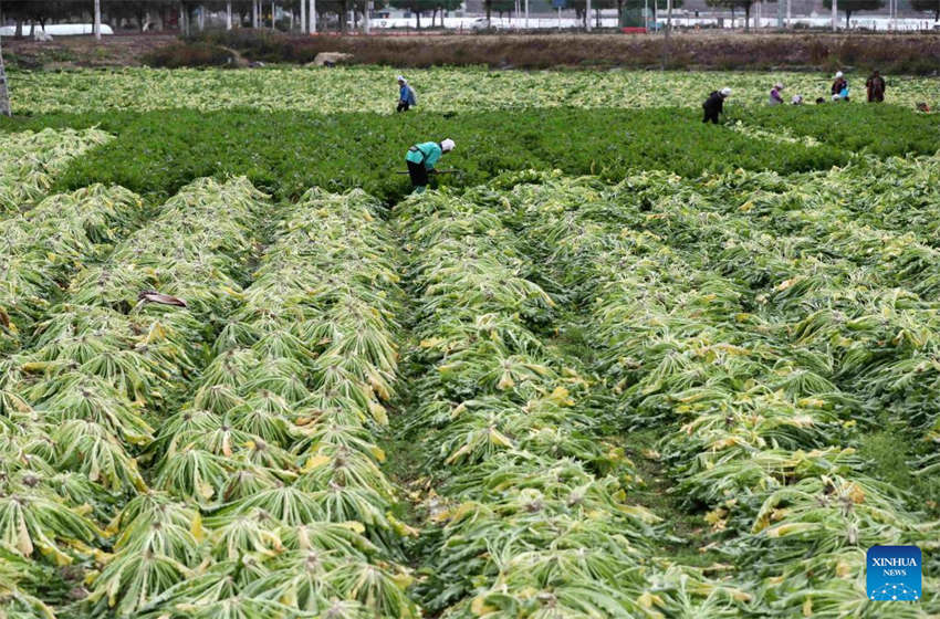 Agricultura da primavera avan?a em toda a China