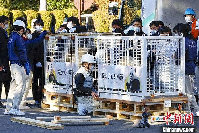 Japoneses d?o adeus a mais três pandas que regressam à China