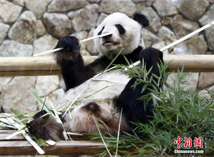 Japoneses d?o adeus a mais três pandas que regressam à China