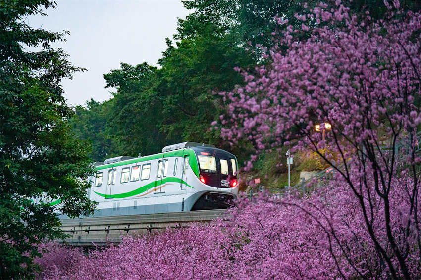Monotrilho passa por flores desabrochando no metr? de Chongqing