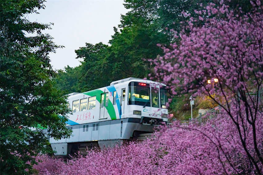Monotrilho passa por flores desabrochando no metr? de Chongqing