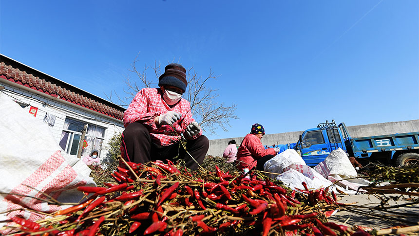 Cultivo de pimenta proporciona revitaliza??o rural no norte da China