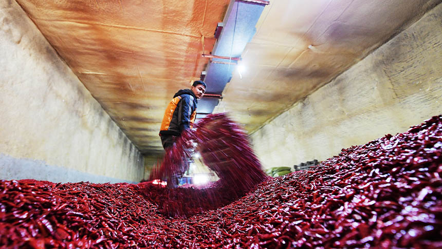 Cultivo de pimenta proporciona revitaliza??o rural no norte da China