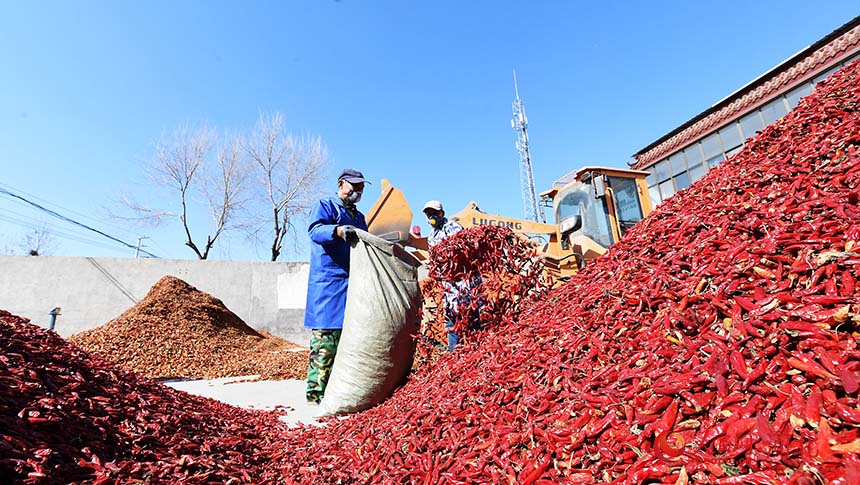 Cultivo de pimenta proporciona revitaliza??o rural no norte da China