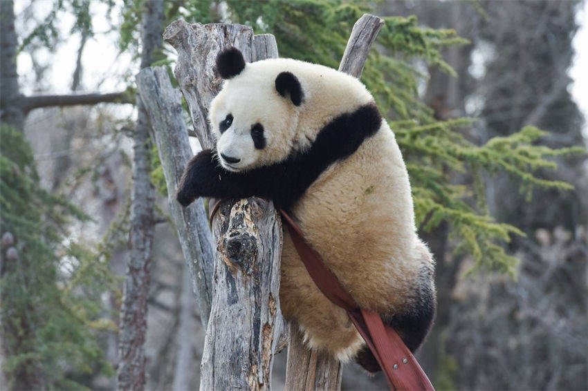 Pandas gigantes constituem ponte de amizade entre China e Espanha