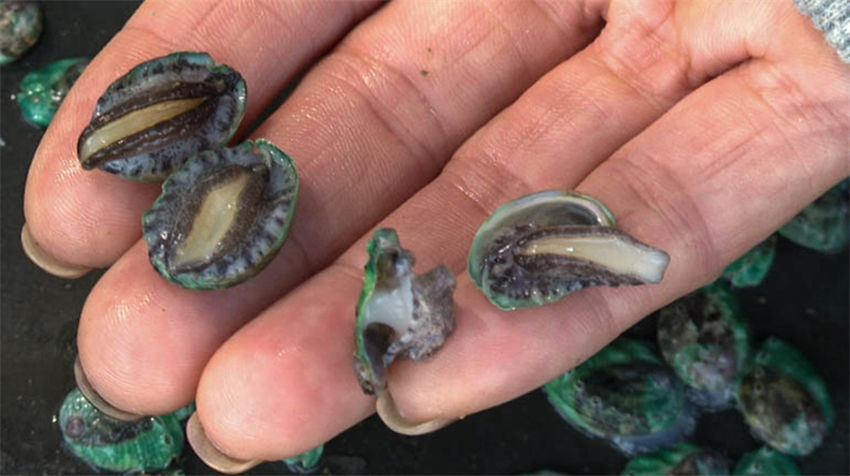 Galeria: 600 milh?es de abalone lan?ado para piscicultura em Fujian