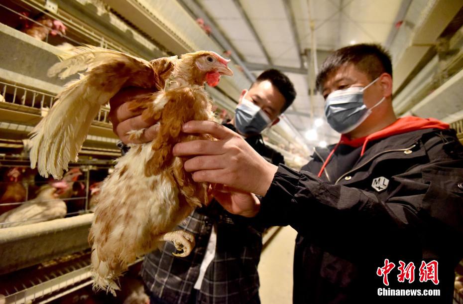 Cria??o inteligente de galinhas ajuda criadores a aumentar renda no norte da China