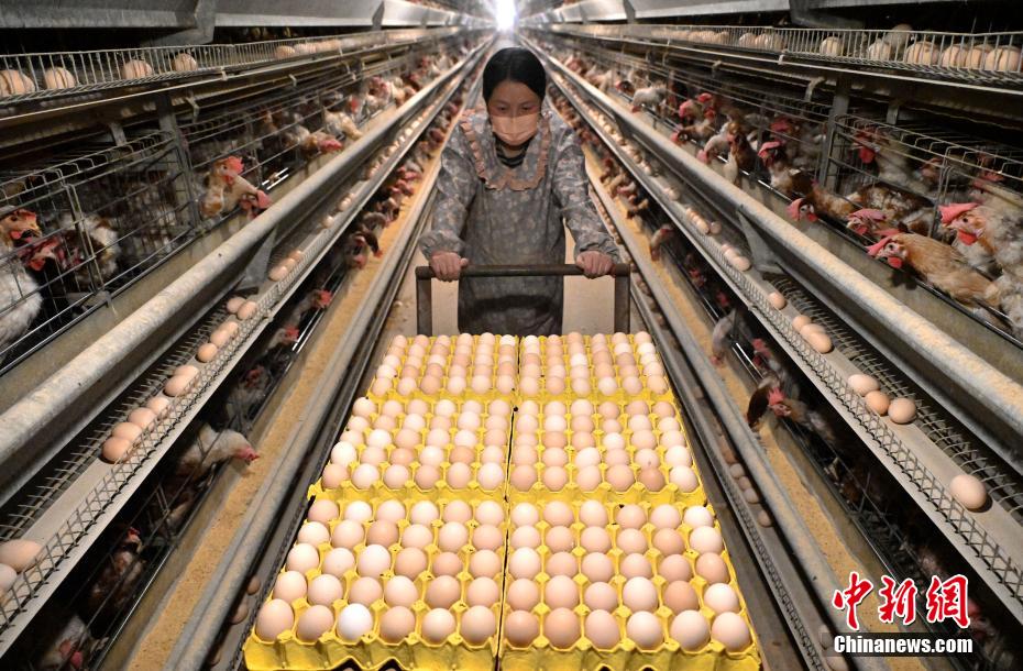 Cria??o inteligente de galinhas ajuda criadores a aumentar renda no norte da China