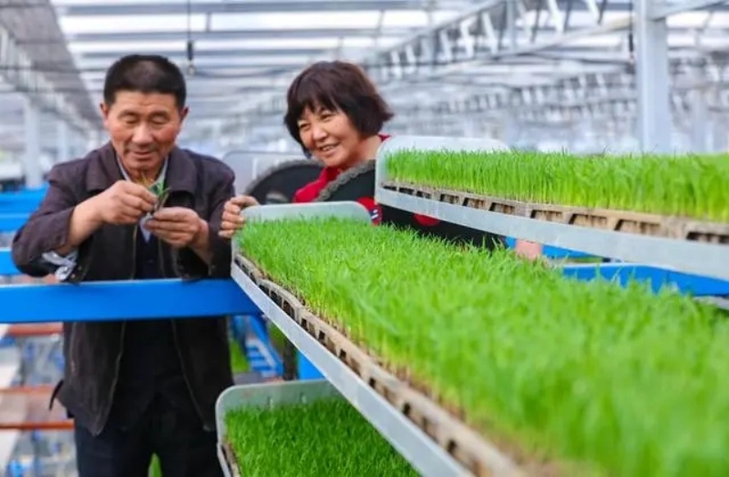 Galeria: planta??es inteligentes em Xinyang, Henan
