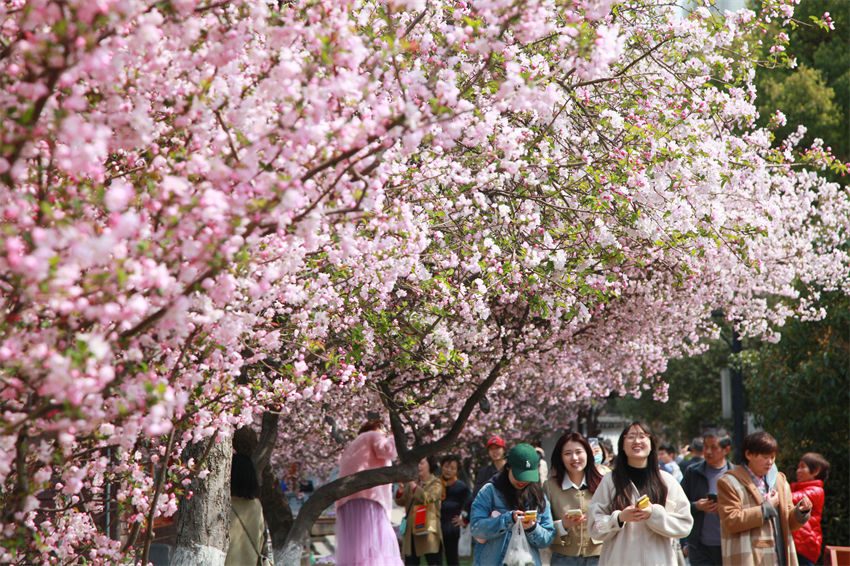 Turistas desfrutam da primavera em Nanjing