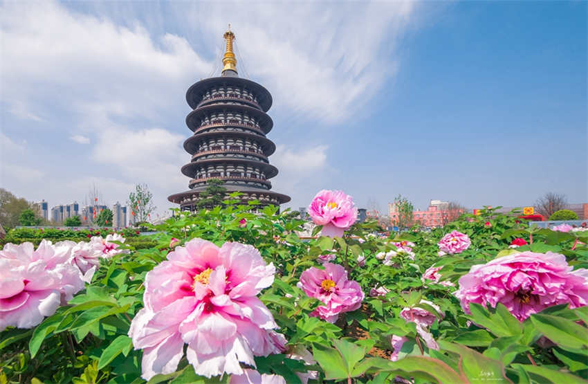 40o Festival Cultural de Peóneas de Luoyang arranca em 1o de abril