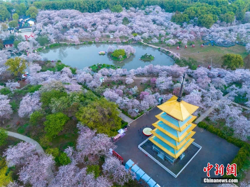 Galeria: parque de cerejeiras do Lago Leste de Wuhan