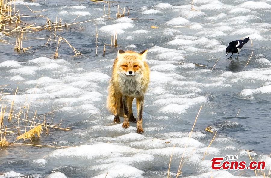 Galeria: raposa vermelha em Jilin