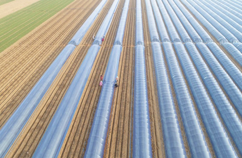 Galeria: planta??o de gengibre em Hebei