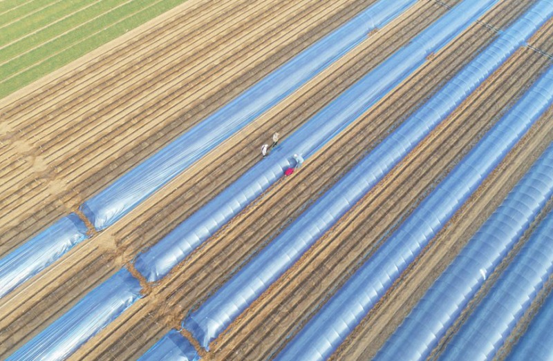 Galeria: planta??o de gengibre em Hebei