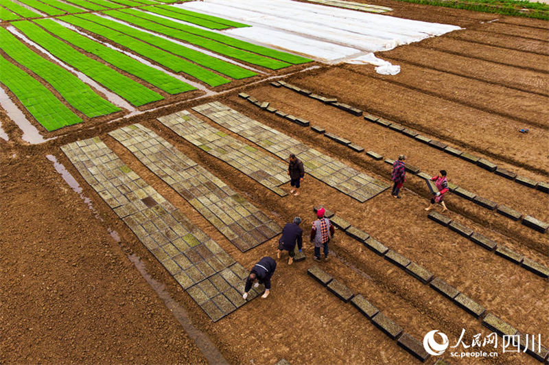 Aplica??o de novas tecnologicas agrícolas possibilita aumento de produ??o em Sichuan