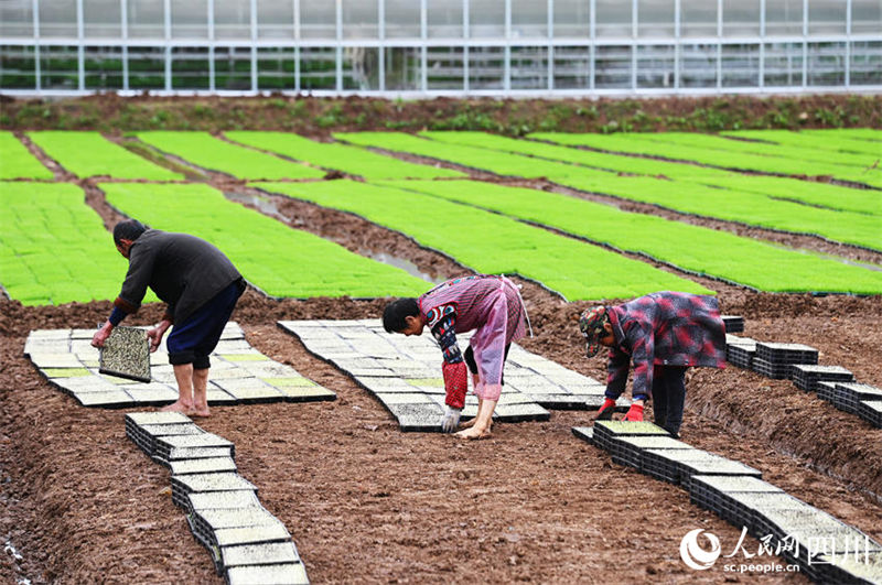 Aplica??o de novas tecnologicas agrícolas possibilita aumento de produ??o em Sichuan