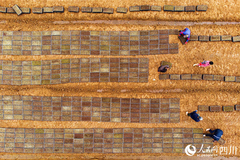 Aplica??o de novas tecnologicas agrícolas possibilita aumento de produ??o em Sichuan