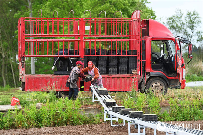 Aplica??o de novas tecnologicas agrícolas possibilita aumento de produ??o em Sichuan