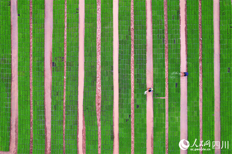 Aplica??o de novas tecnologicas agrícolas possibilita aumento de produ??o em Sichuan