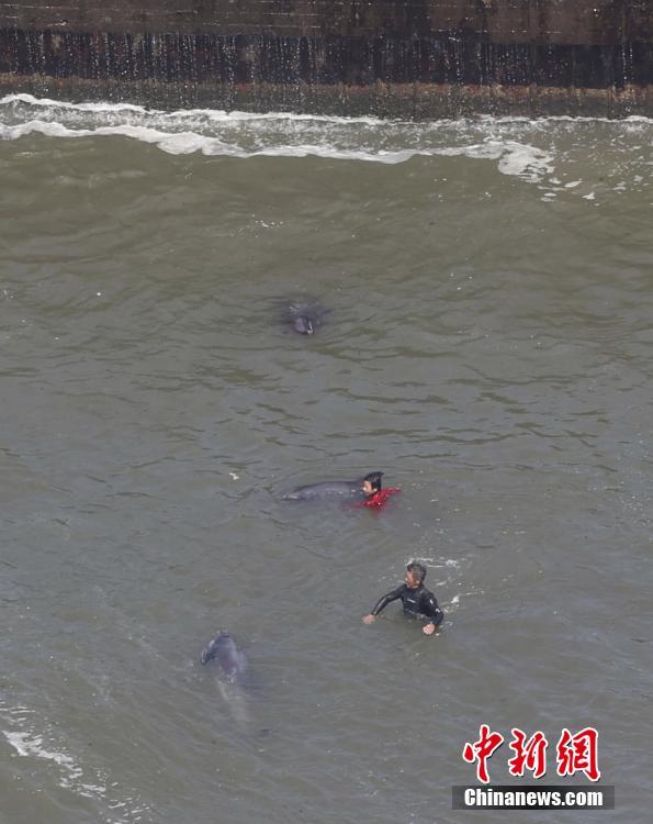 Jap?o: mais de 30 golfinhos ficam retidos numa praia na prefeitura de Chiba