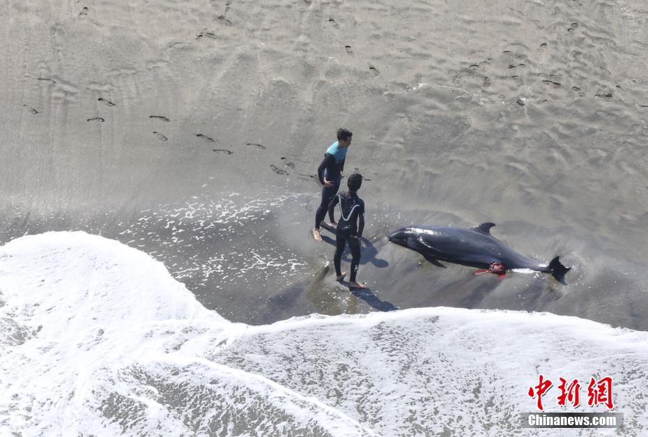Jap?o: mais de 30 golfinhos ficam retidos numa praia na prefeitura de Chiba