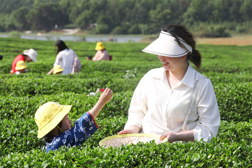Jardim de chá promove revitaliza??o rural no leste da China