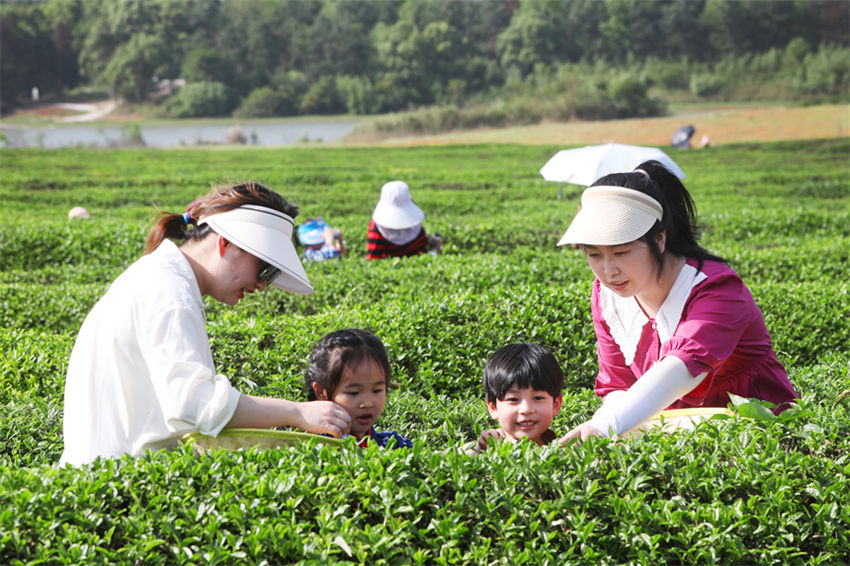 Jardim de chá promove revitaliza??o rural no leste da China