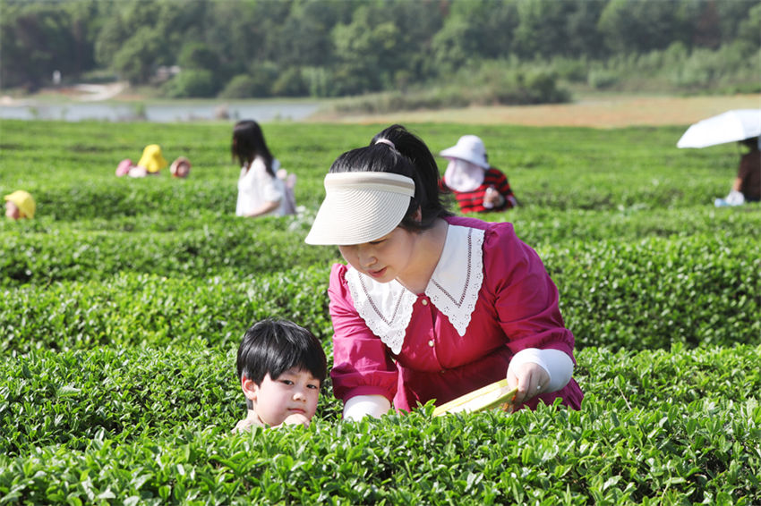 Jardim de chá promove revitaliza??o rural no leste da China