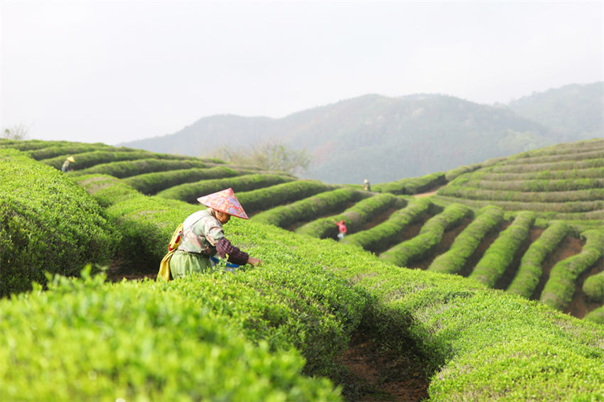 Jardim de chá promove revitaliza??o rural no leste da China