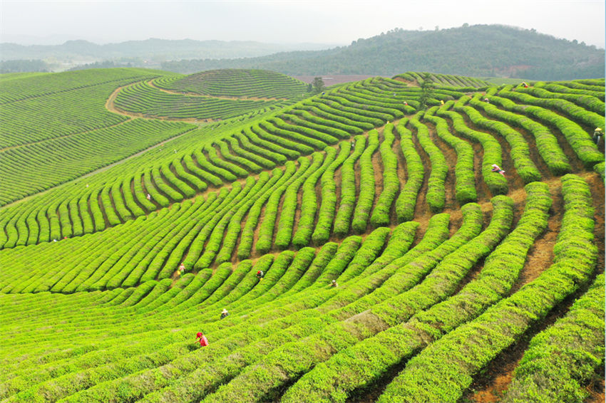 Jardim de chá promove revitaliza??o rural no leste da China