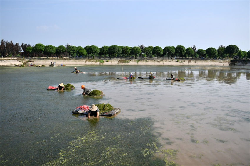 Lago Datong no centro da China atravessa regenera??o ecológica